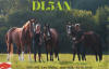 DL5AN