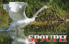 SP9UPH