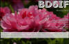 BD6IF