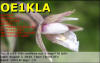 OE1KLA